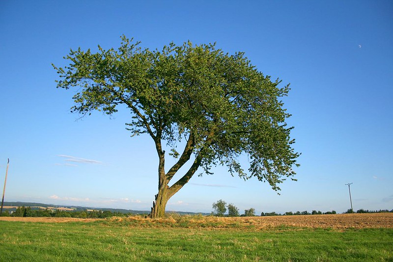 Lone tree out in the middle of a piece of land