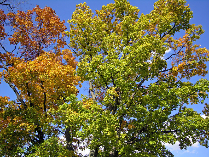 Red, orange and green leaves on a tree