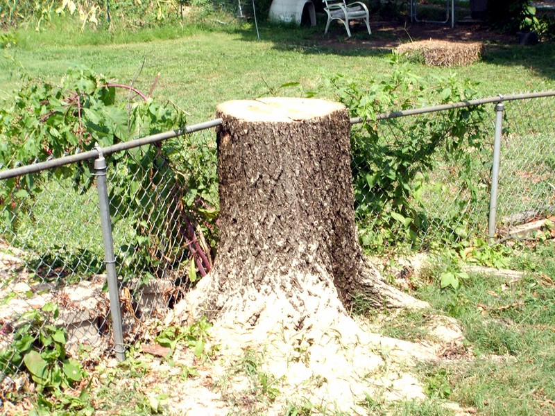 Stump of a tree grown into a chain-link fence