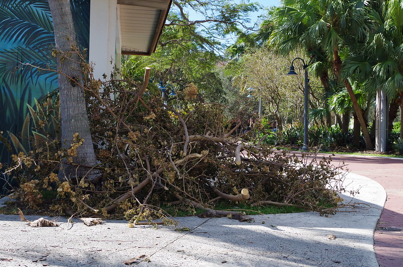 Pile of tree and branch debris on the curb