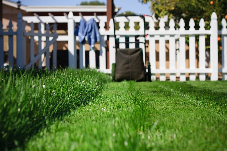 Line of mowed lawn next to unmowed lawn