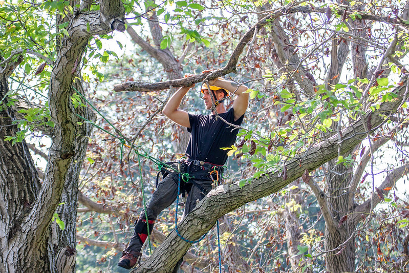 Worker removing branches up high in a tree