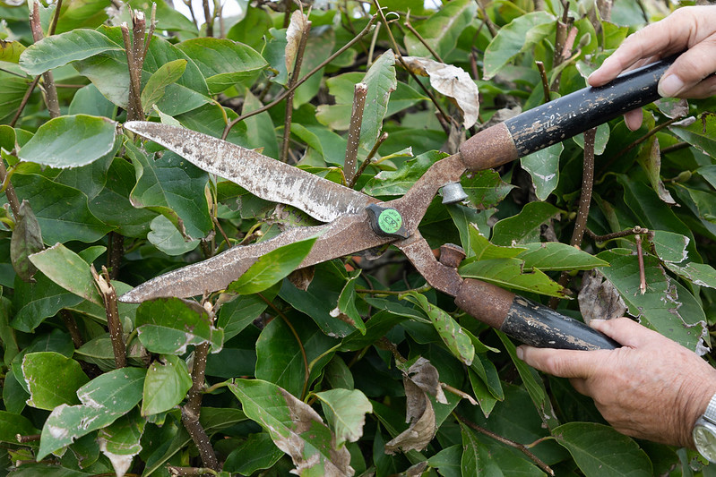 close-up of garden shears being used