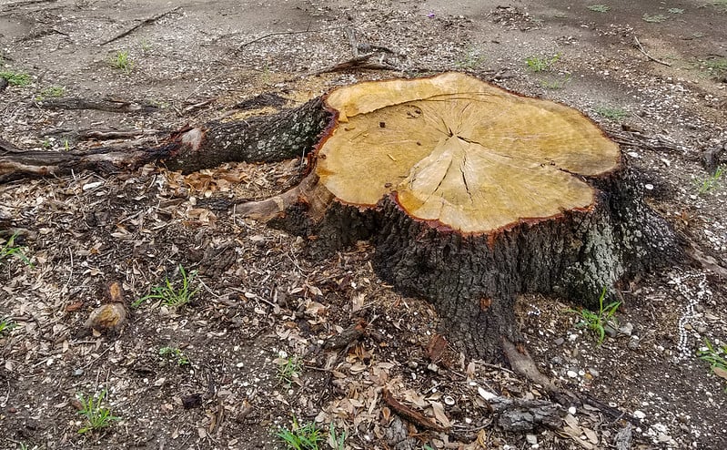 Close-up of a tree stump