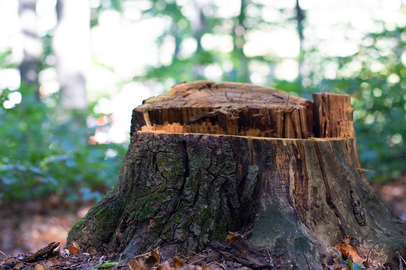 Close-up of a tree stump cut with a chainsaw or ax