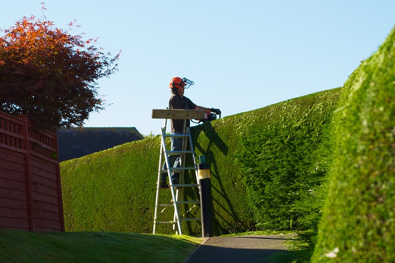 Worker trimming the tops of tall hedges, while standing on a ladder