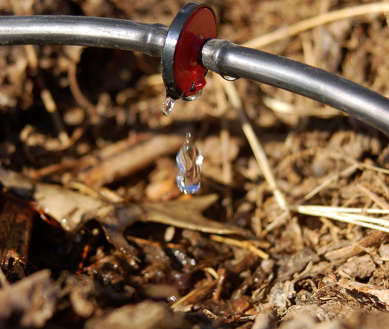 Close up of a sprinkler dripping water onto the ground