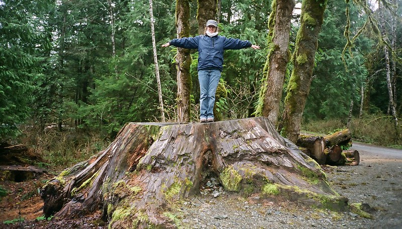 Extra large tree stump with a woman standing on top and spreading her arms out