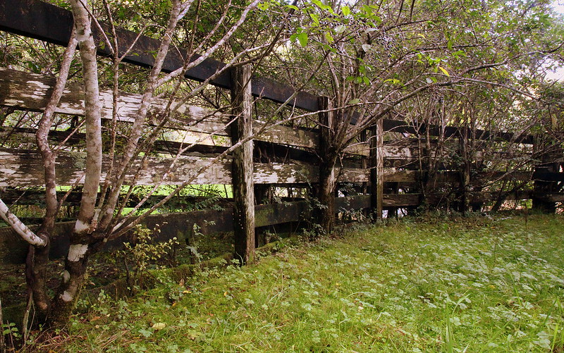 Trees growing through a wood fence