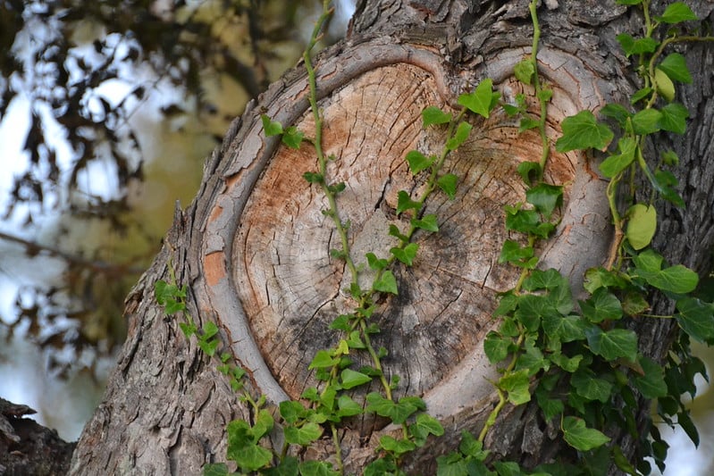 Close-up of a tree knot covered in vines