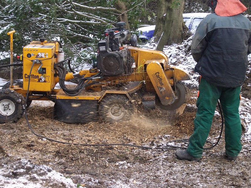Worker watching a stump grinder grind down a tree stump