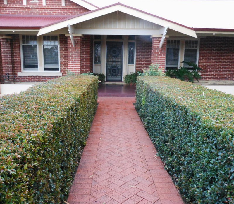 row of hedges on either side of a brick walkway leading to the entrance of a home