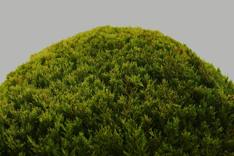 Pricing Guide How Much Does Bush Trimming Cost?