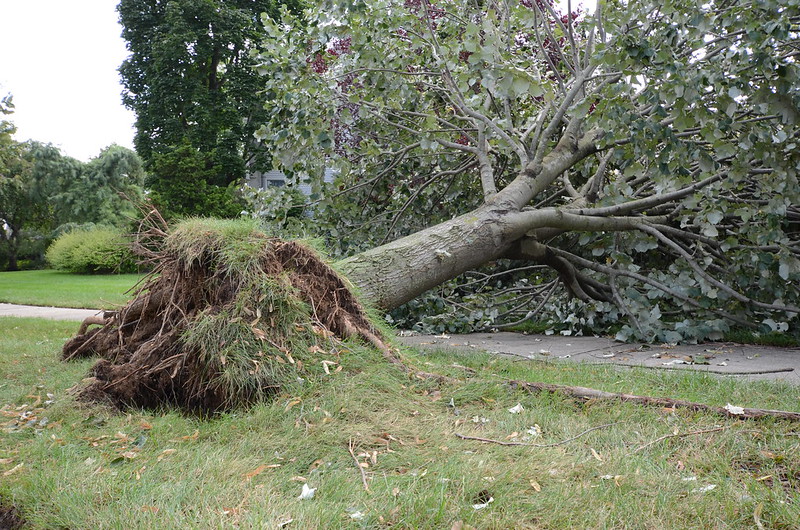 Fallen tree with roots lifted through the ground