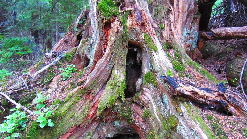 Dead tree stump