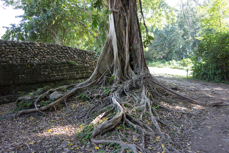 Exposed tree roots