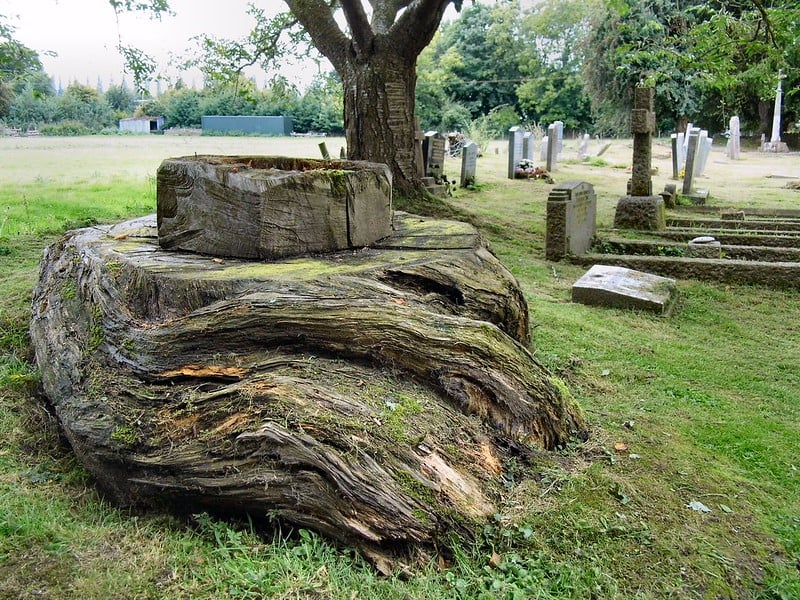 Tree stump within another tree stump, in a graveyard