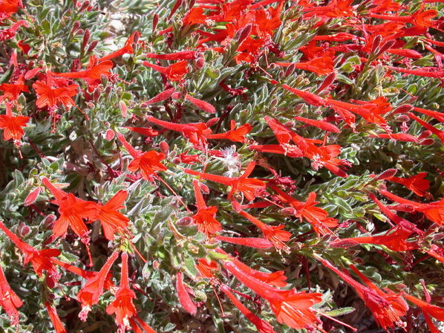 Native California Fuschia flowers