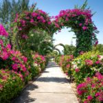 2021’s Most Romantic Gardens in the U.S.