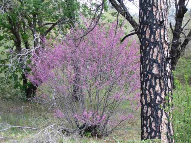 Western Redbud