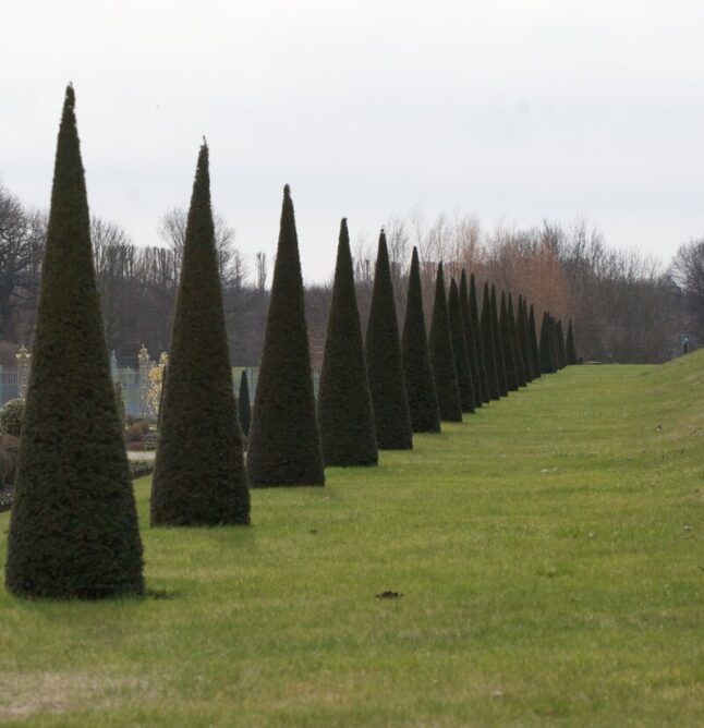 Pricing Guide How Much Does Bush Trimming Cost 