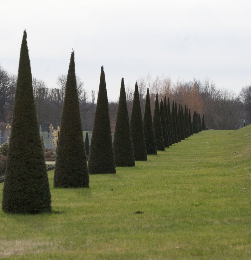 Line of cone-shaped bushes