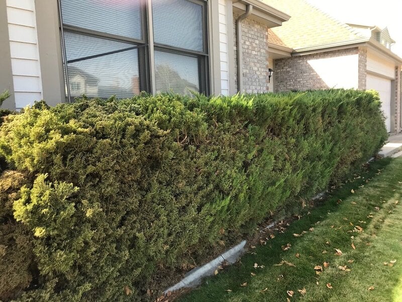 Line of boxwood shrubs beneath the window of a house