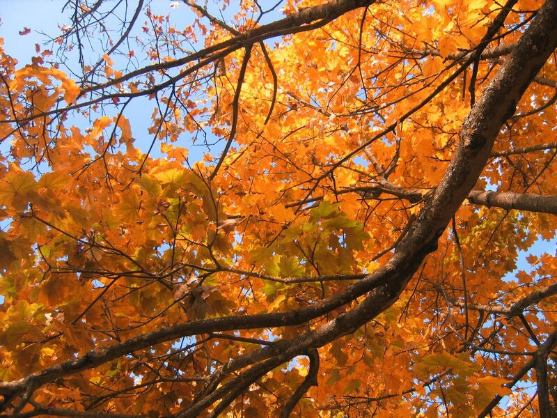 Silver willow tree with golden colored leaves