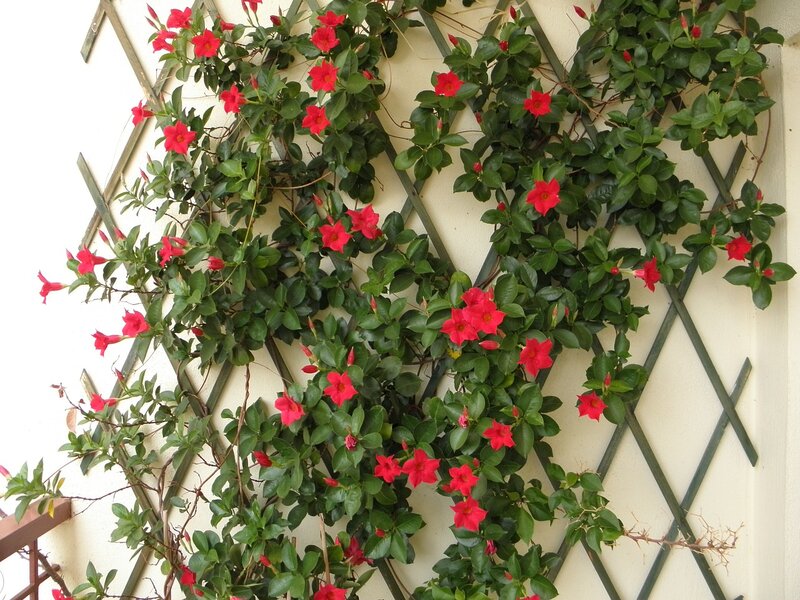 Criss-cross trellis on a wall with red flowers throughout it