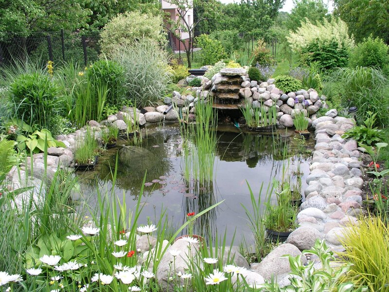 Garden pond surrounded by rocks and plants