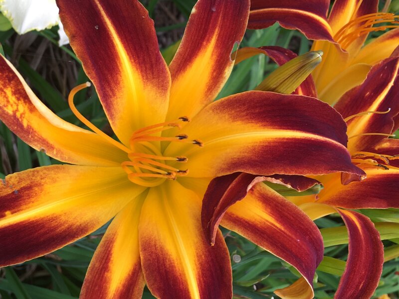 Close-up of a red and yellow daylily