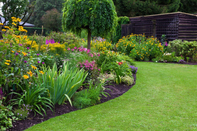 Landscaping with plants