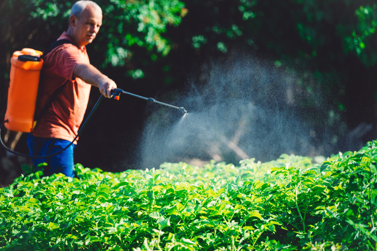 Farmer using a backpack sprayer to fight weeds in his garden