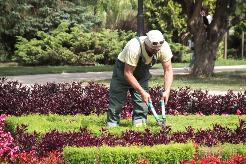 Gardener pruning short hedges