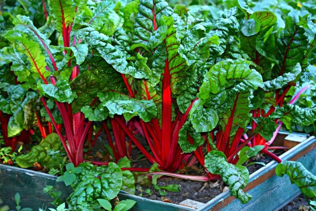 Common landscaping terms you should know