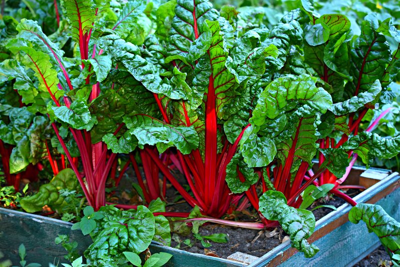 Garden box of swiss chard with red stems