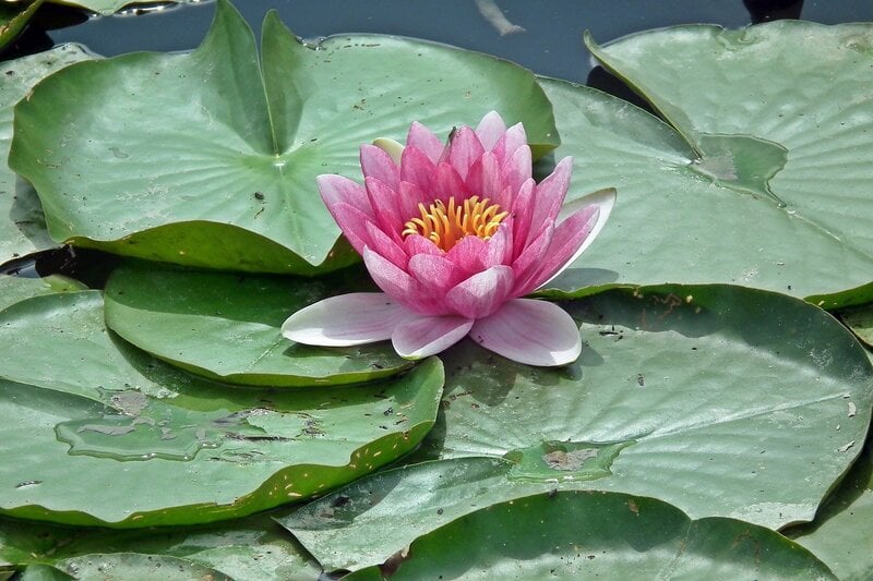 Purple water lily among lily pads in water