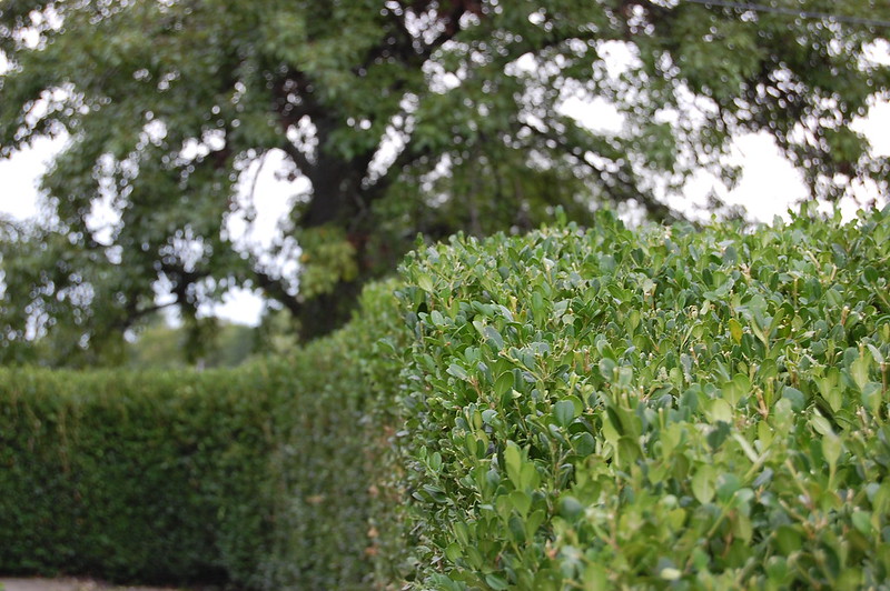 Line of hedges trimmed into a rectangle