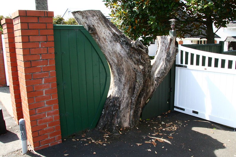 Tall tree stump in the middle of a fence with the fence built around it