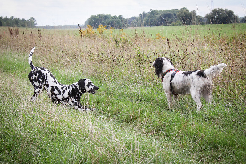 A dalmatian and a setter playing in a field