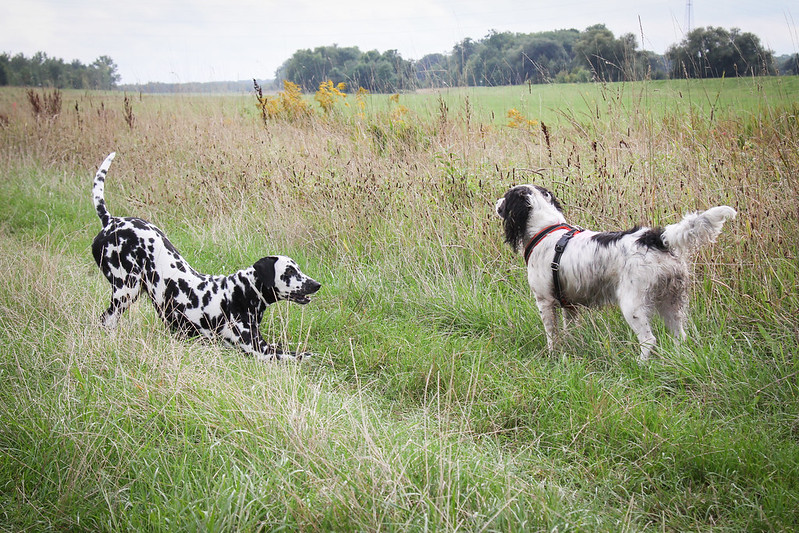 how old does a puppy have to be to use an invisible fence