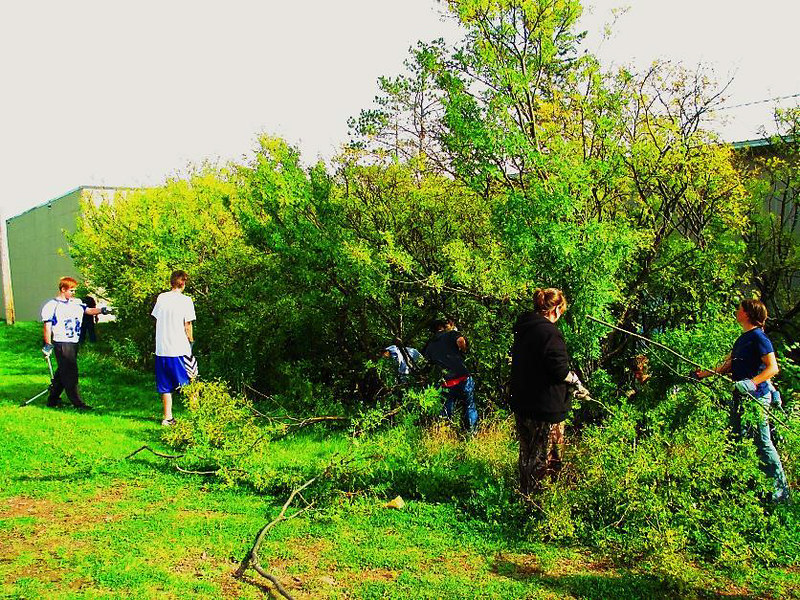 trees being removed by a group of people