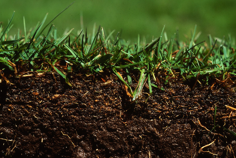 Cross section of soil with grass growing on top