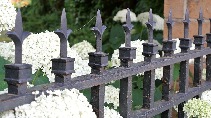 Ornate metal fence with white flowers surrounding it