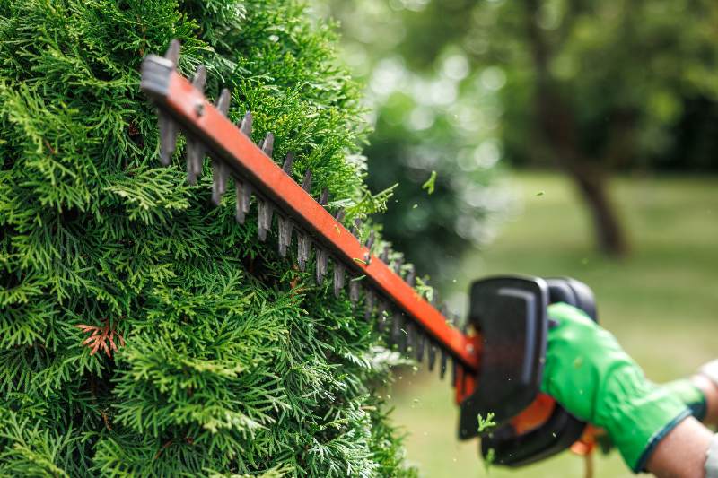 A gardener wearing green gloves trims a dense evergreen hedge with an orange electric hedge trimmer in a leafy outdoor garden.