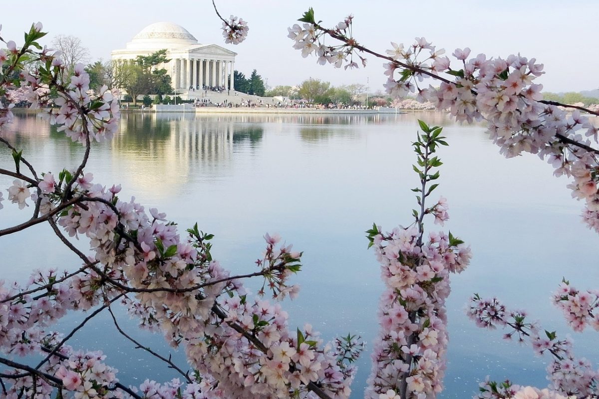 Jefferson Memorial overlooking water framed by cherry blossoms