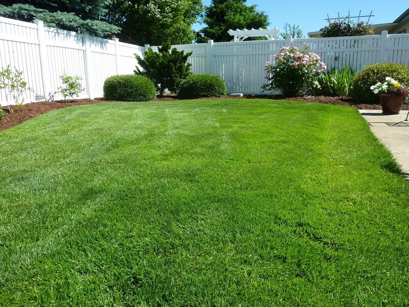 Distance shot of a backyard white, vinyl fence