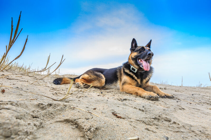 German shepherd relaxing on a beach