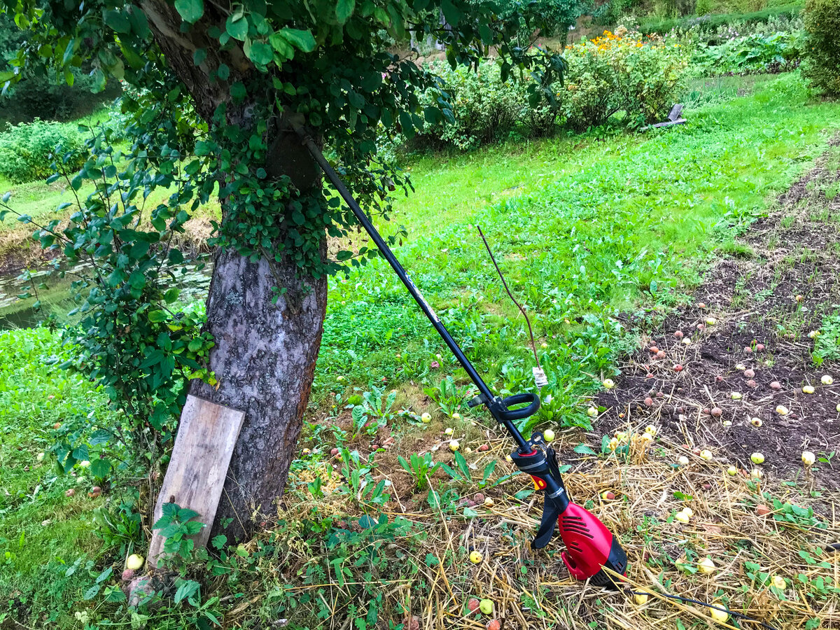 Cordless weed trimmer leaning against a tree