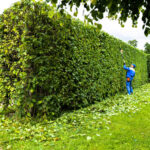 How Much Does Hedge Trimming Cost in 2025?